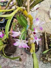 Dendrobium