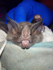 Trachops cirrhosus