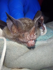 Trachops cirrhosus