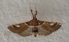 Diaphantania