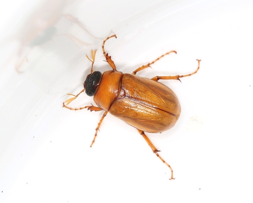 Pseudosymmachia