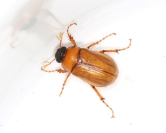 Pseudosymmachia impressifrons