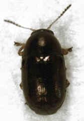 Diachus auratus
