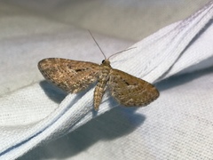 Eupithecia scopariata