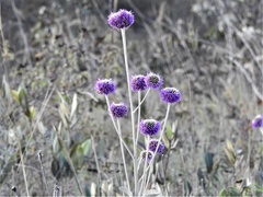 Chresta sphaerocephala