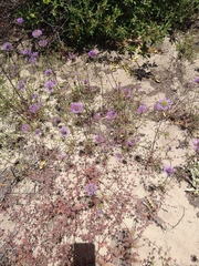 Monardella sinuata sinuata