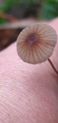 Mycena cystidiosa