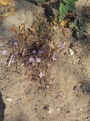 Stenotis asperuloides