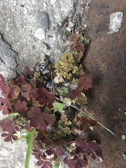 Oxalis stricta rufa