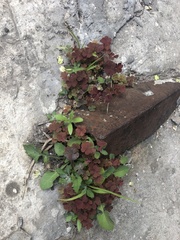 Oxalis stricta rufa