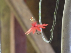 Passiflora punicea