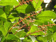 Miconia trinervia