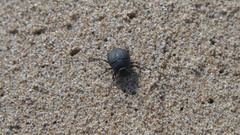 Erodius siculus
