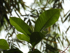 Miconia trinervia