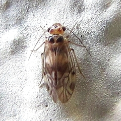 Peripsocus