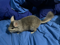 Chinchilla