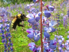 Bombus borealis