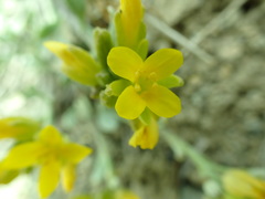 Physaria alpestris