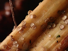 Trichopezizella nidulus