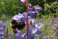 Bombus borealis