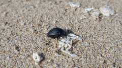 Erodius siculus