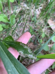 Phytomyza solidaginophaga