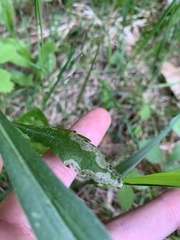 Phytomyza solidaginophaga