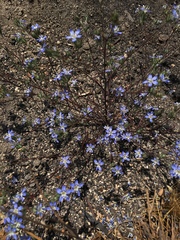Eriastrum sapphirinum