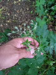 Geranium phaeum