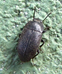 Blapstinus fortis