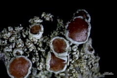 Lecanora poliophaea