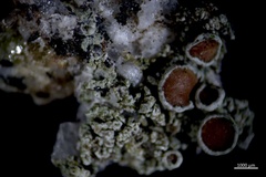 Lecanora poliophaea