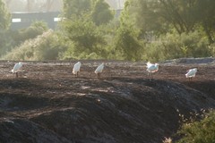 Egretta thula