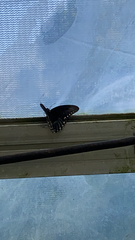 Papilio troilus