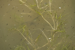 Zannichellia palustris