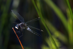 Leucorrhinia frigida