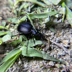 Scaphinotus interruptus