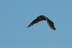 Nycticorax nycticorax