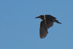 Nycticorax nycticorax