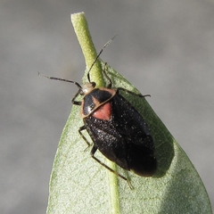 Deraeocoris sayi