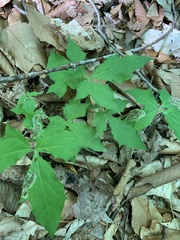 Liriomyza orilliensis