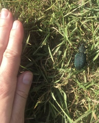 Carabus scabrosus tauricus