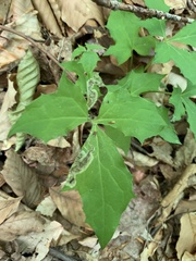 Liriomyza orilliensis