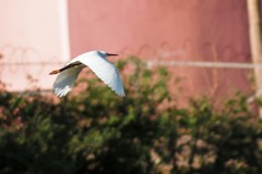 Egretta thula