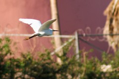 Egretta thula