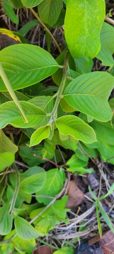 Image of Heliotropium verdcourtii by (c) ritirene, some rights reserved (CC BY)