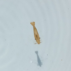 Leander tenuicornis