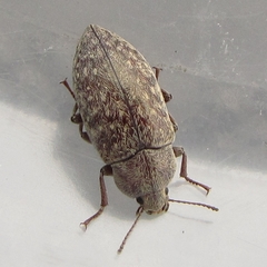 Epitragodes tomentosus