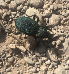 Carabus scabrosus tauricus