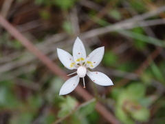 Micranthes clusii lepismigena